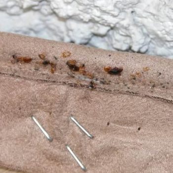 Image result for signs of bed bugs